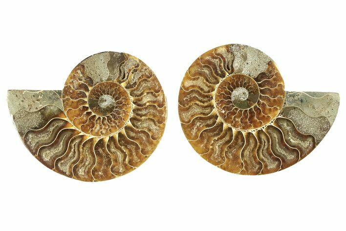 Cut & Polished, Agatized Ammonite Fossil - Madagascar #263293